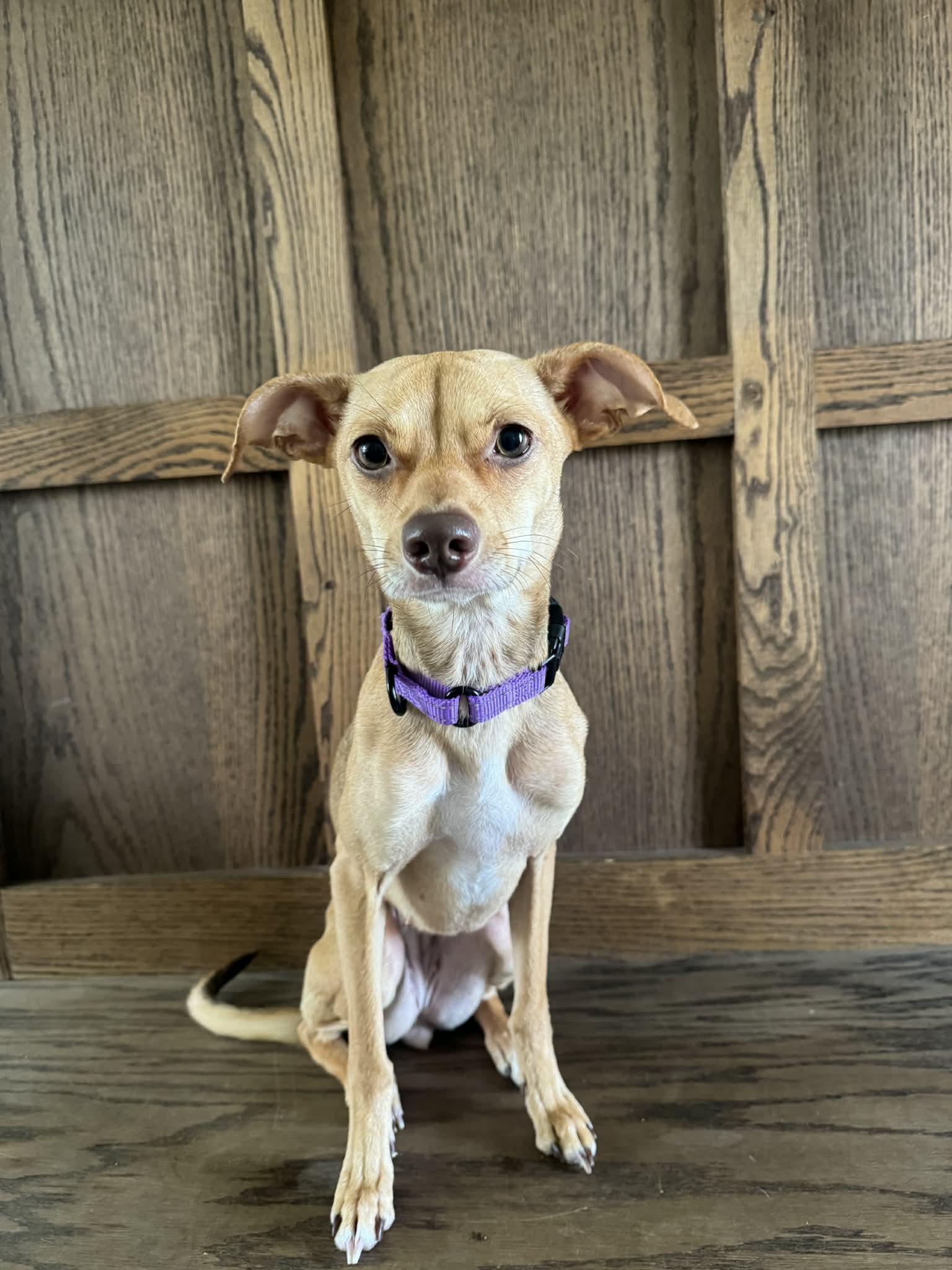 Enlarge Gracie, an adopted mixed breed in Grand Rapids, MI image 1/2