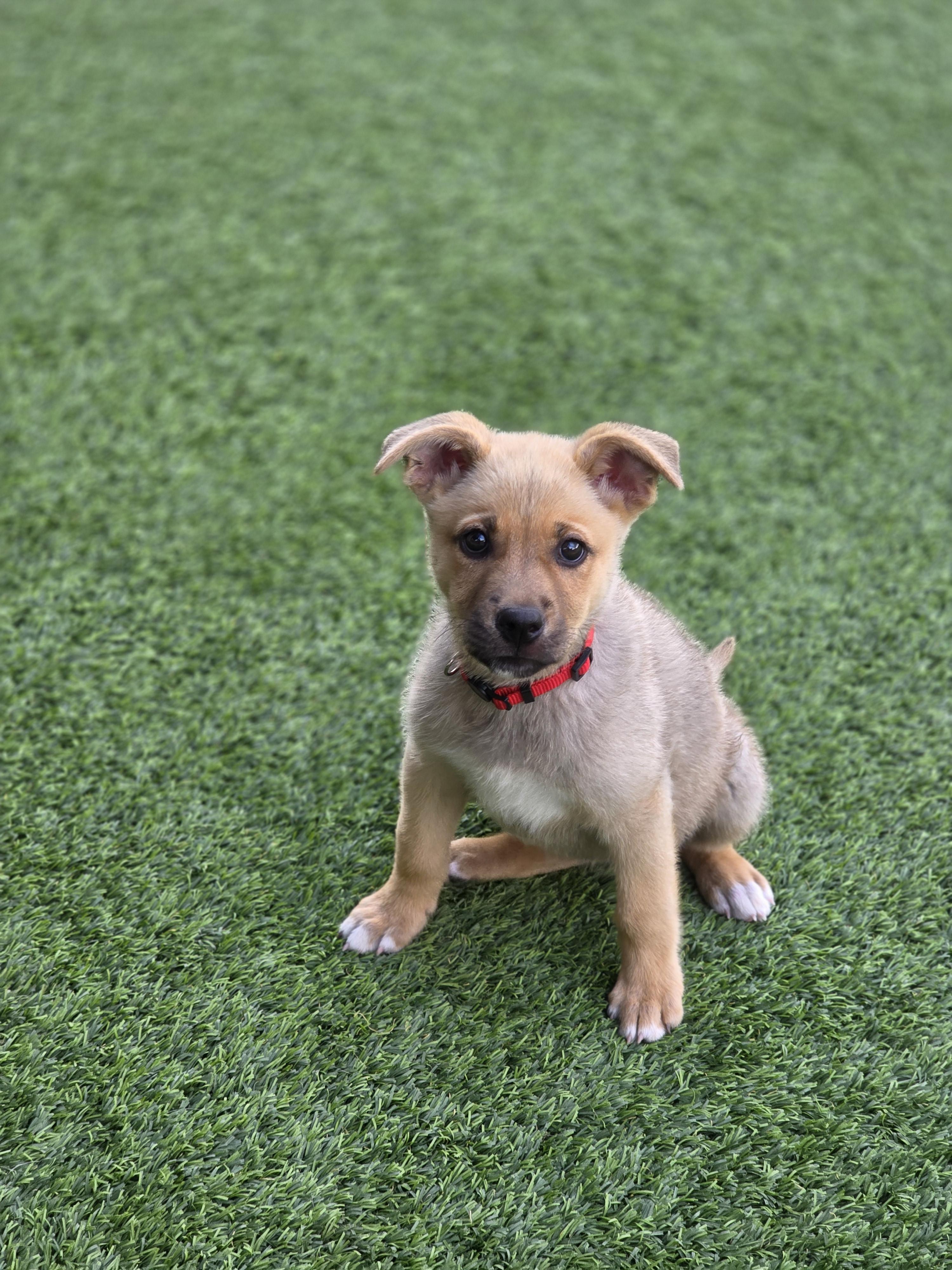 Enlarge Louise, a Adoptable mixed breed in Tucson, AZ image 3/4