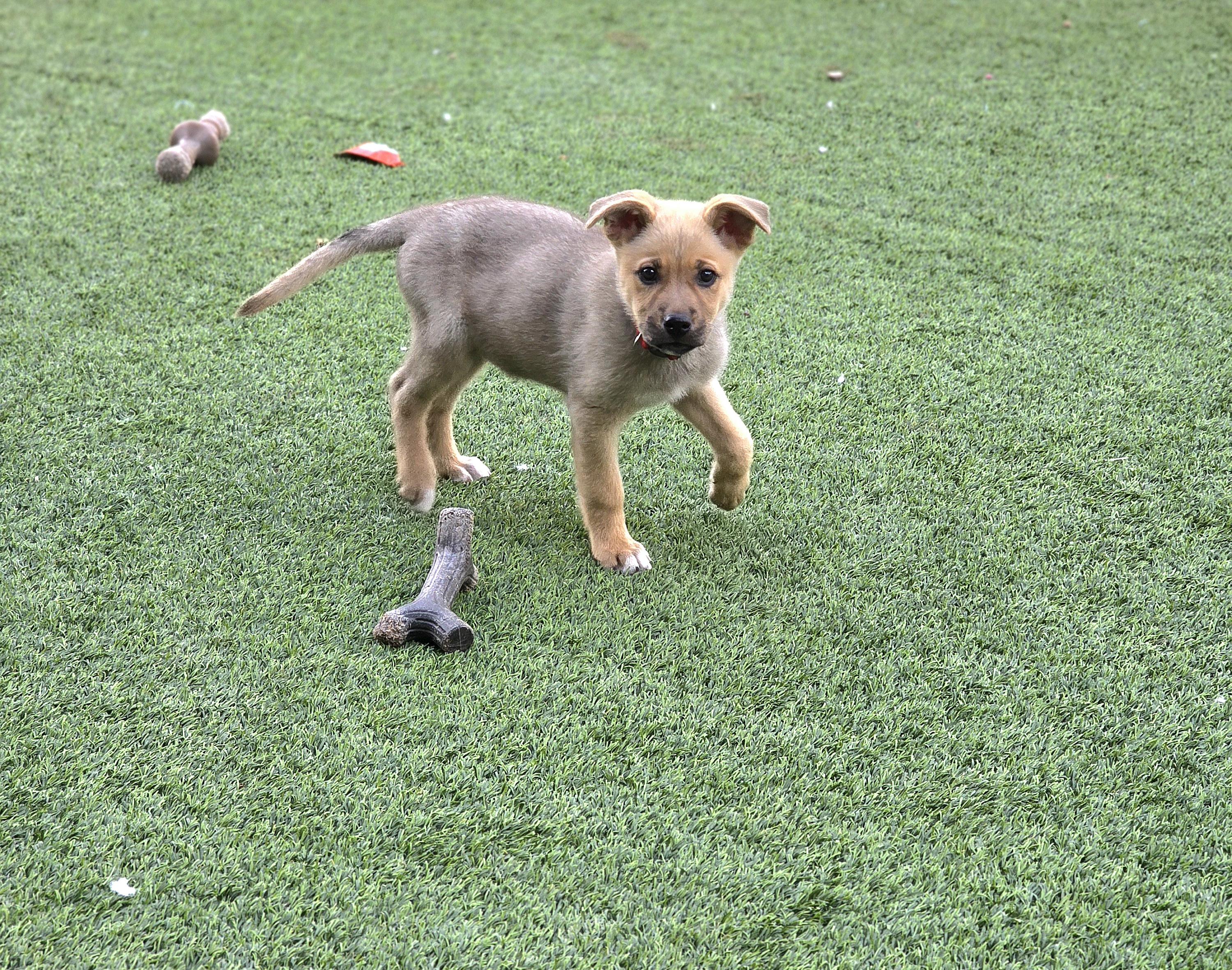 Enlarge Louise, a Adoptable mixed breed in Tucson, AZ image 4/4