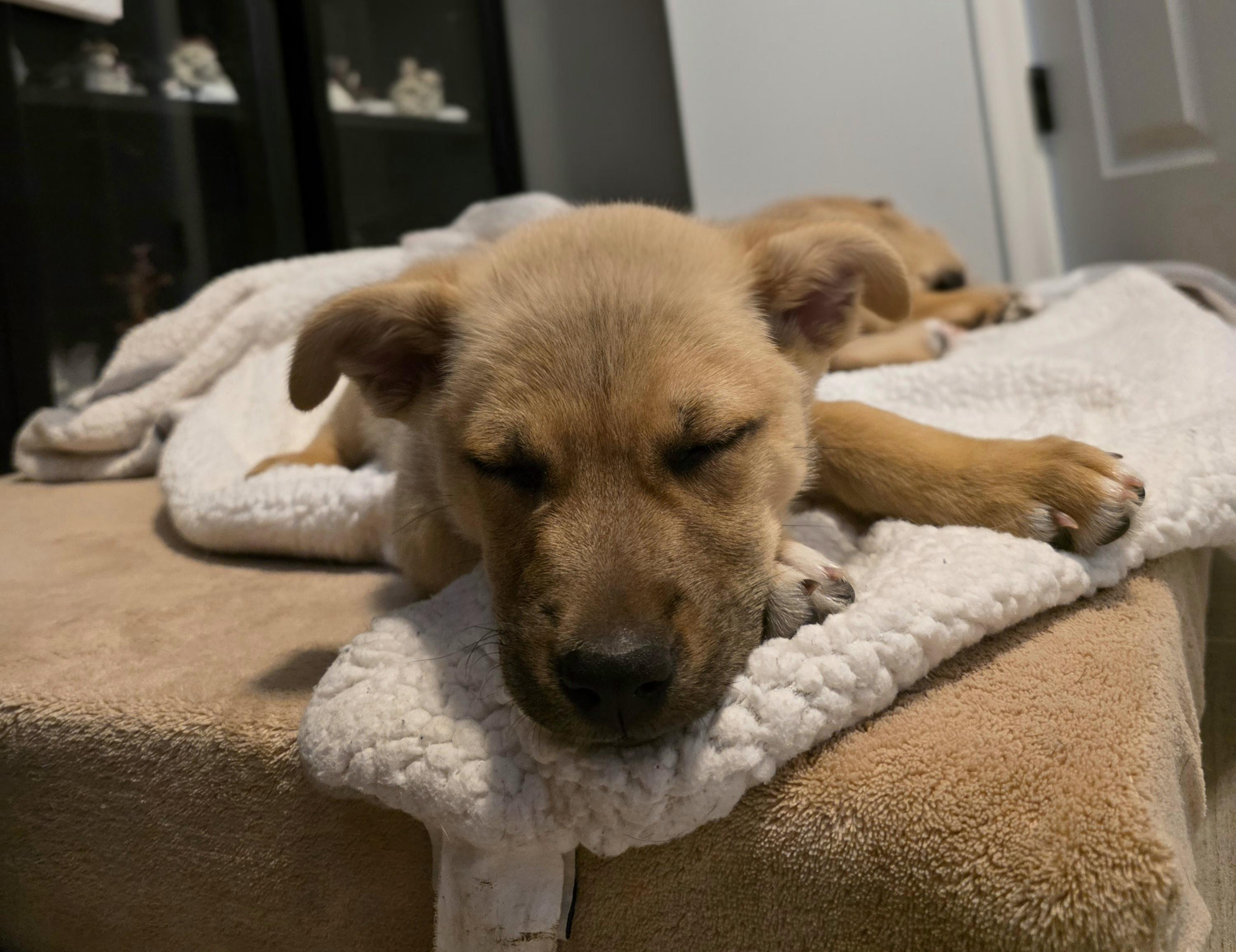 Enlarge Louise, a Adoptable mixed breed in Tucson, AZ image 2/4