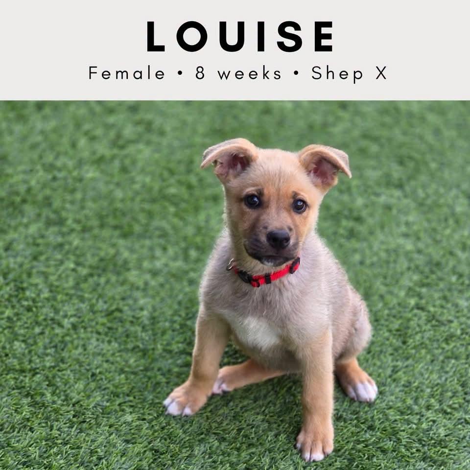 Louise, Adoptable, Puppy Female German Shepherd Dog & Boxer.