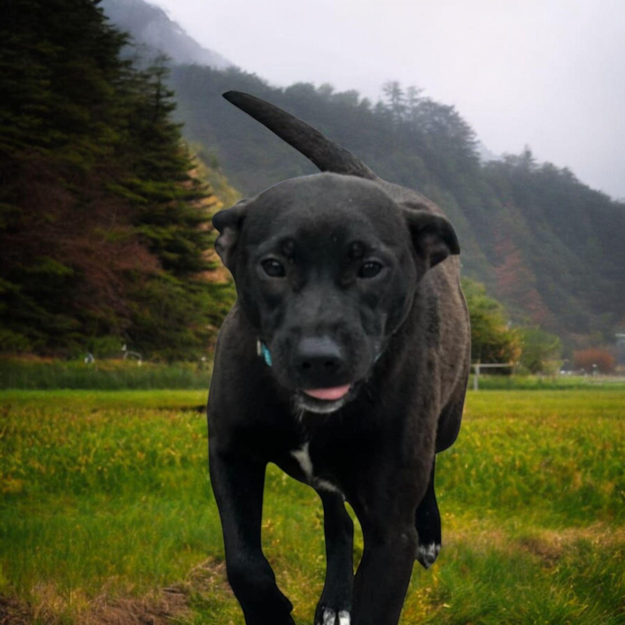 Mia, Young Female Labrador Retriever