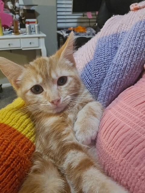 Rori, ADOPTABLE, Kitten Female Domestic Short Hair.