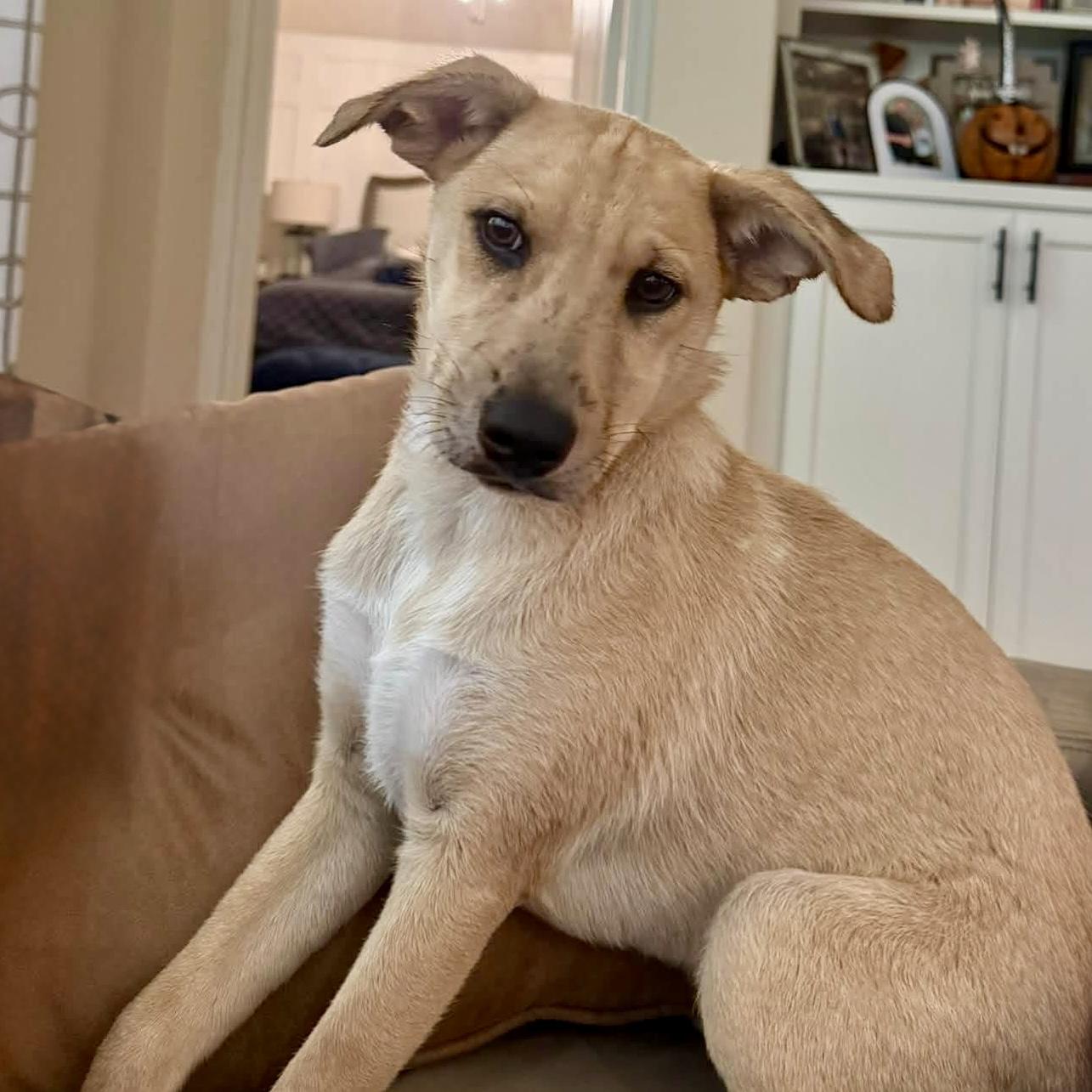 Daisy, Adoptable, Young Female Labrador Retriever.