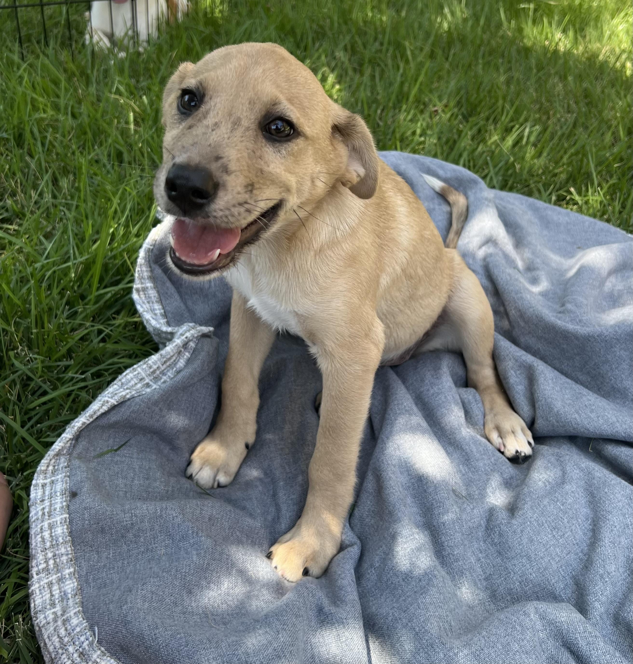 Enlarge Puppy Daisy, a Adoptable mixed breed in Brattleboro, VT image 2/3