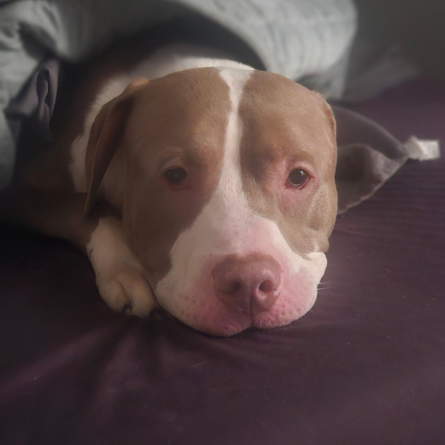 Enlarge October, a ADOPTABLE Pit Bull Terrier in Gloucester, VA image 3/3