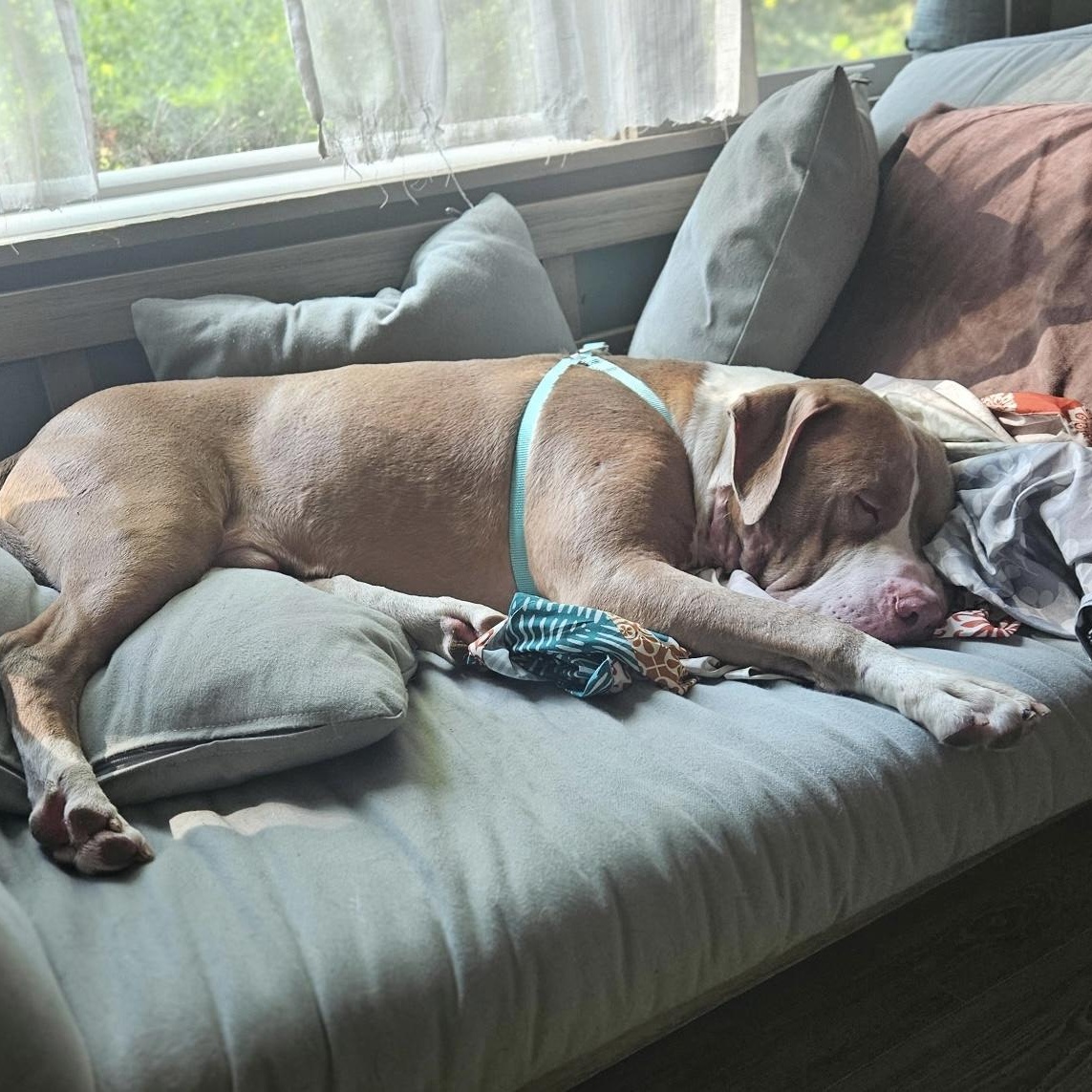 Enlarge October, a ADOPTABLE Pit Bull Terrier in Gloucester, VA image 2/3