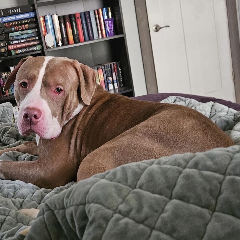 October, ADOPTABLE, Young Male Pit Bull Terrier.