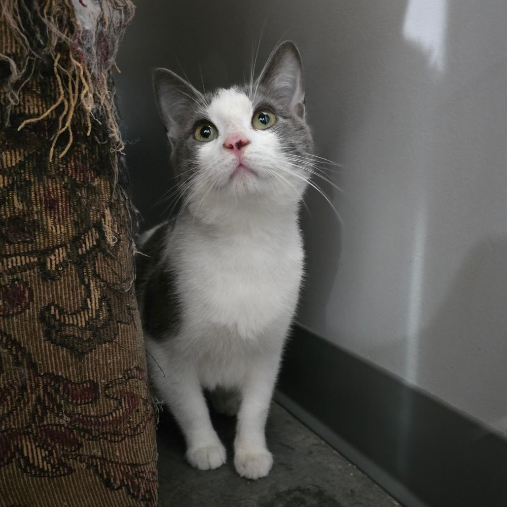 Harry, Adoptable, Adult Male Domestic Short Hair.