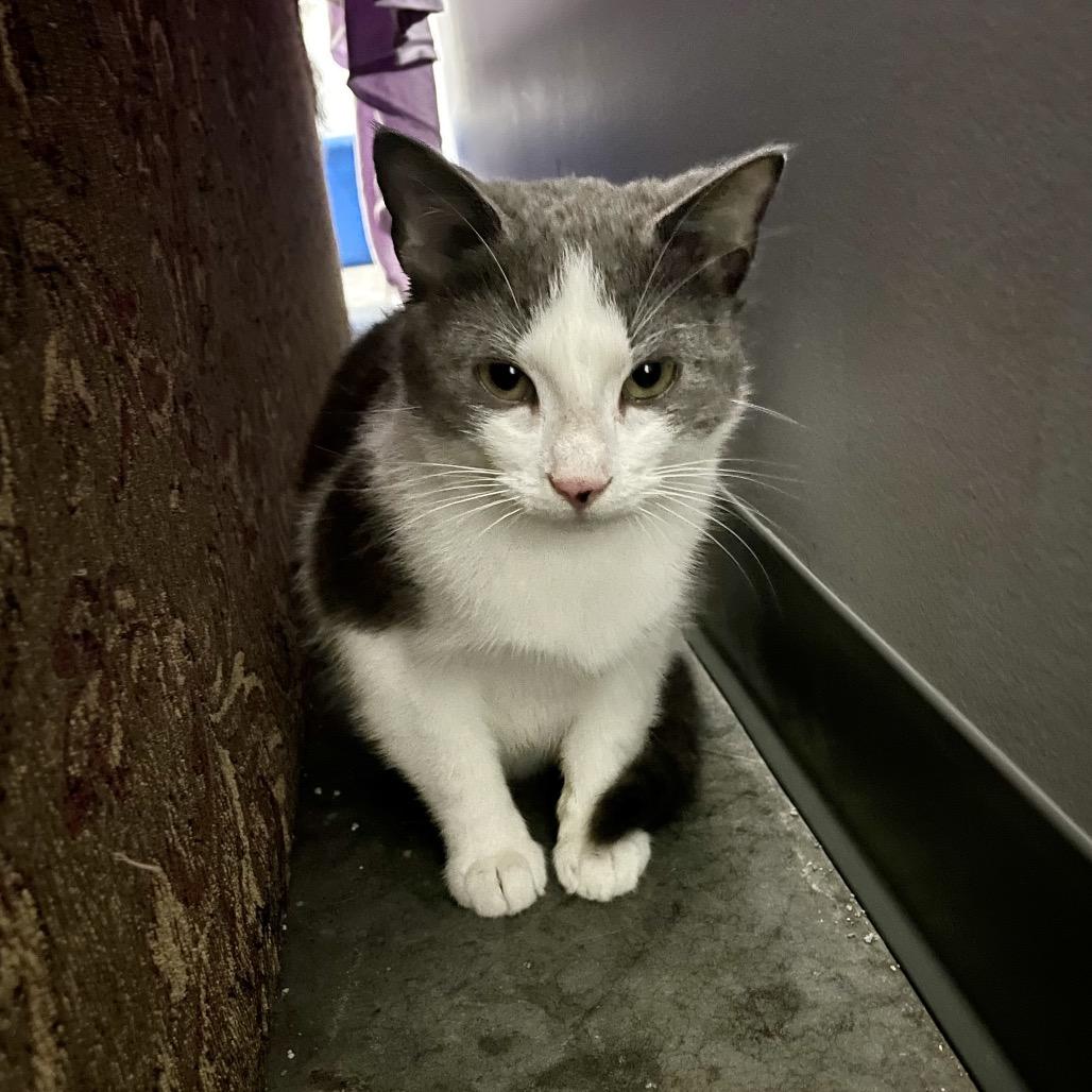 Harry, a Adoptable Domestic Short Hair in Fairmont, WV image 2/5