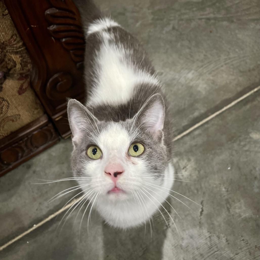 Harry, a Adoptable Domestic Short Hair in Fairmont, WV image 3/5