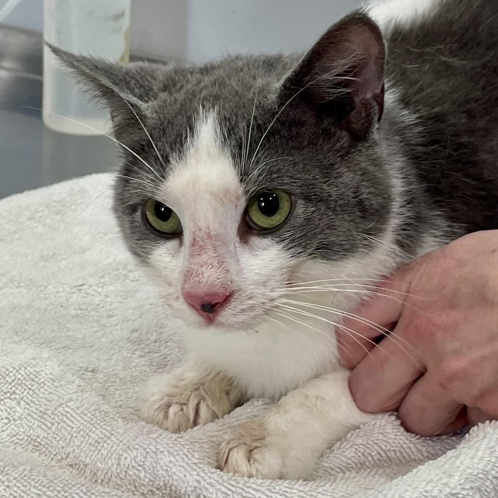 Harry, a Adoptable Domestic Short Hair in Fairmont, WV image 4/5