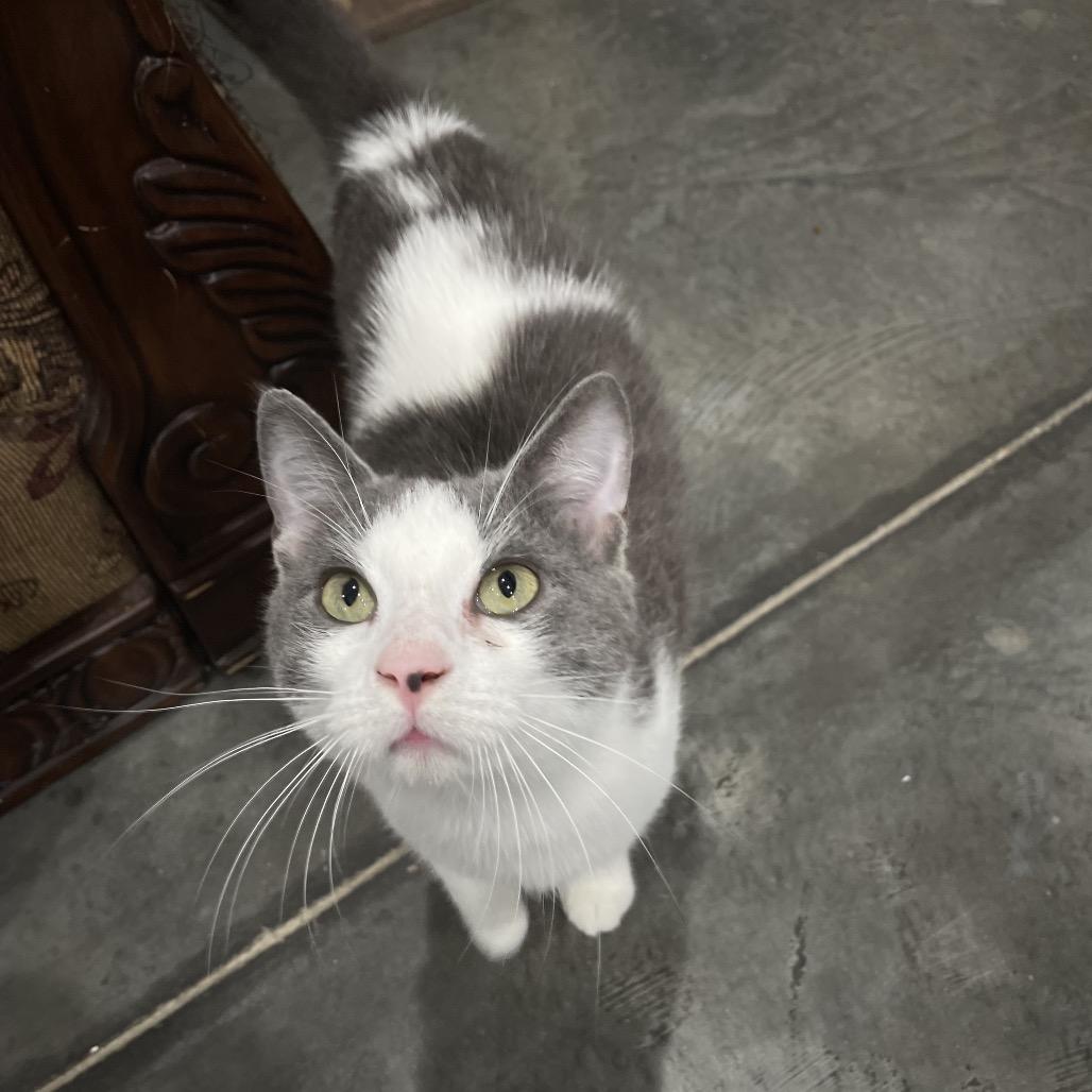 Harry, a Adoptable Domestic Short Hair in Fairmont, WV image 5/5
