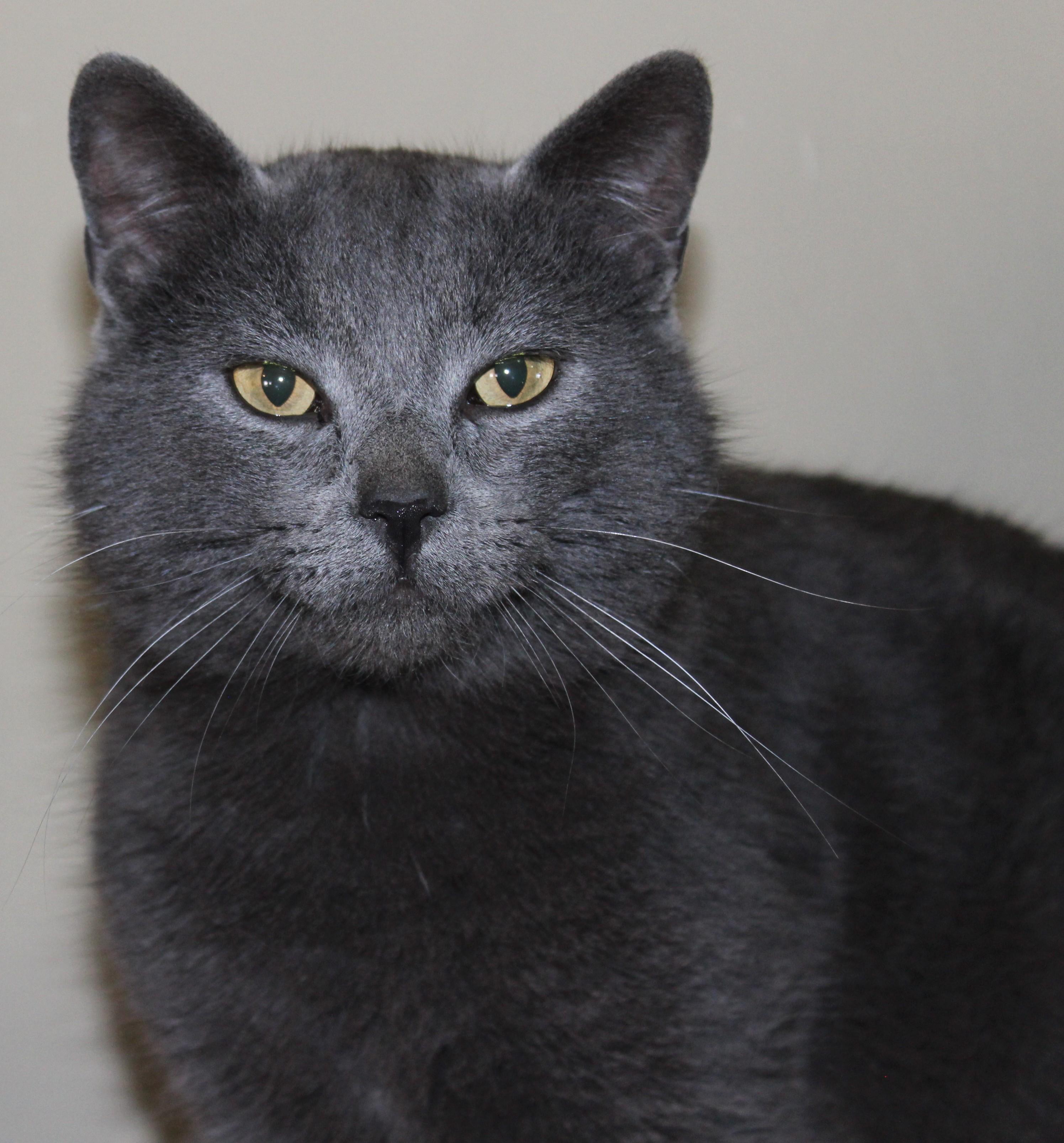 Enlarge Lincoln, a ADOPTABLE mixed breed in Huron, SD image 4/4