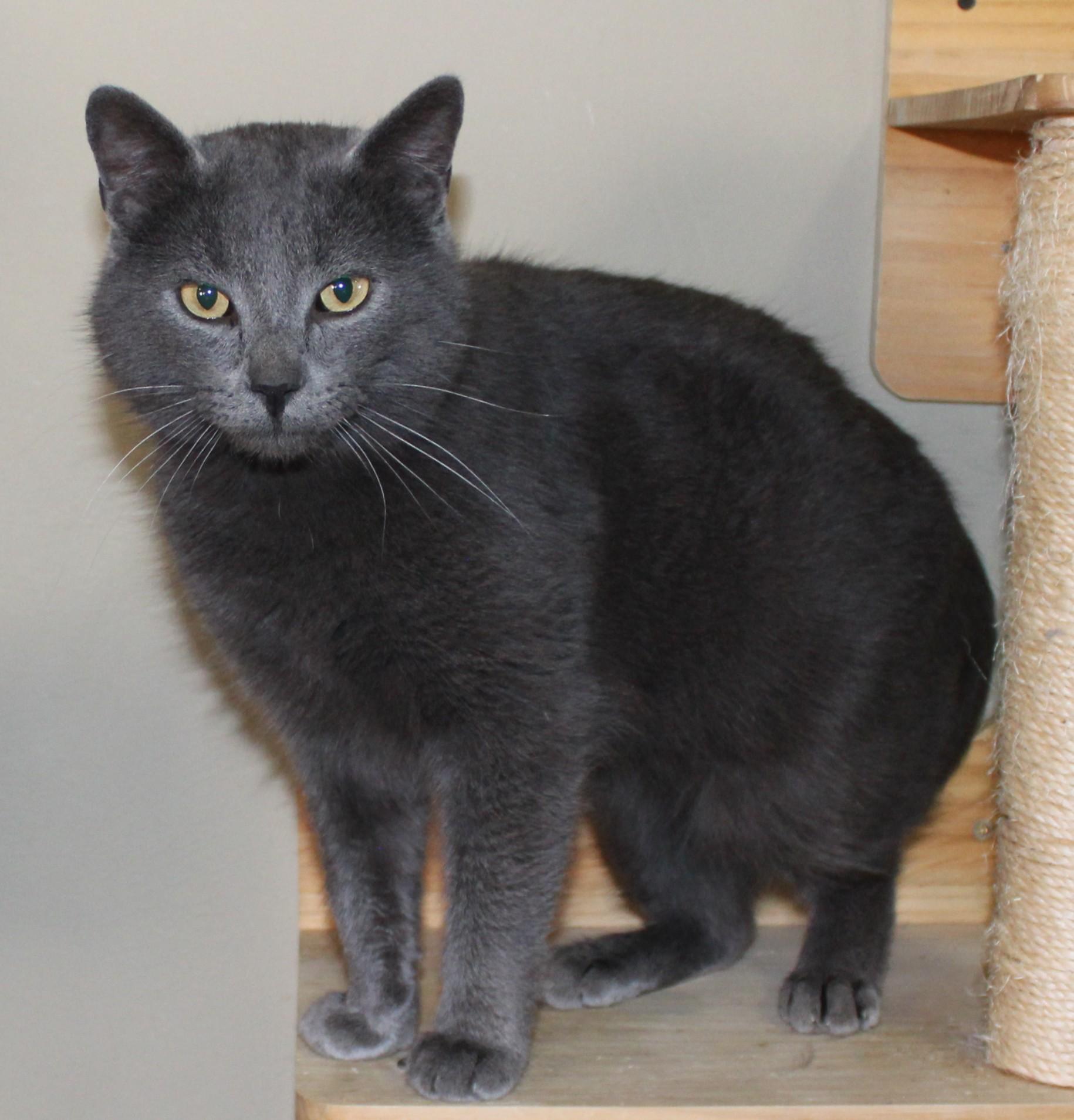 Lincoln, ADOPTABLE, Adult Male Domestic Short Hair.
