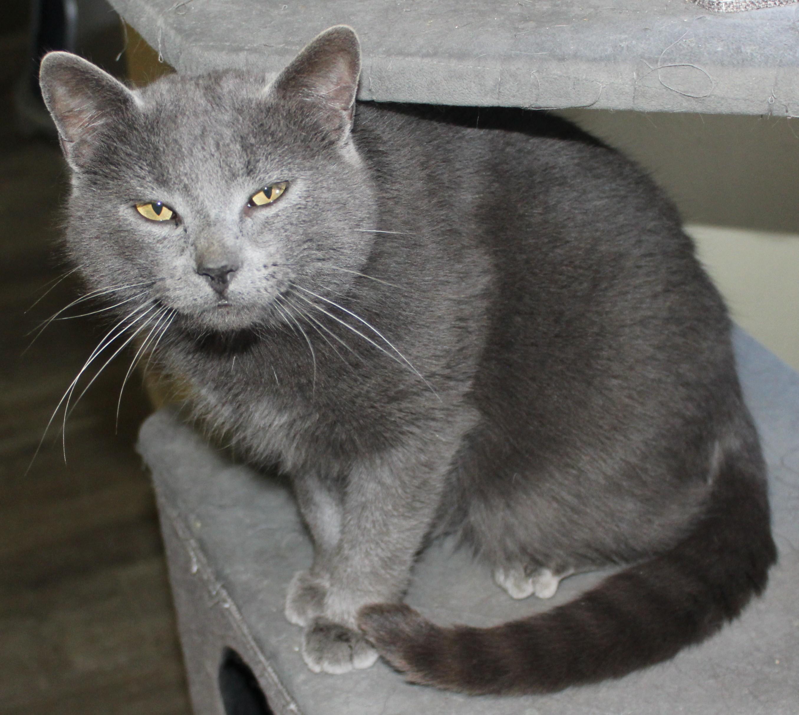 Enlarge Lincoln, a ADOPTABLE mixed breed in Huron, SD image 3/4