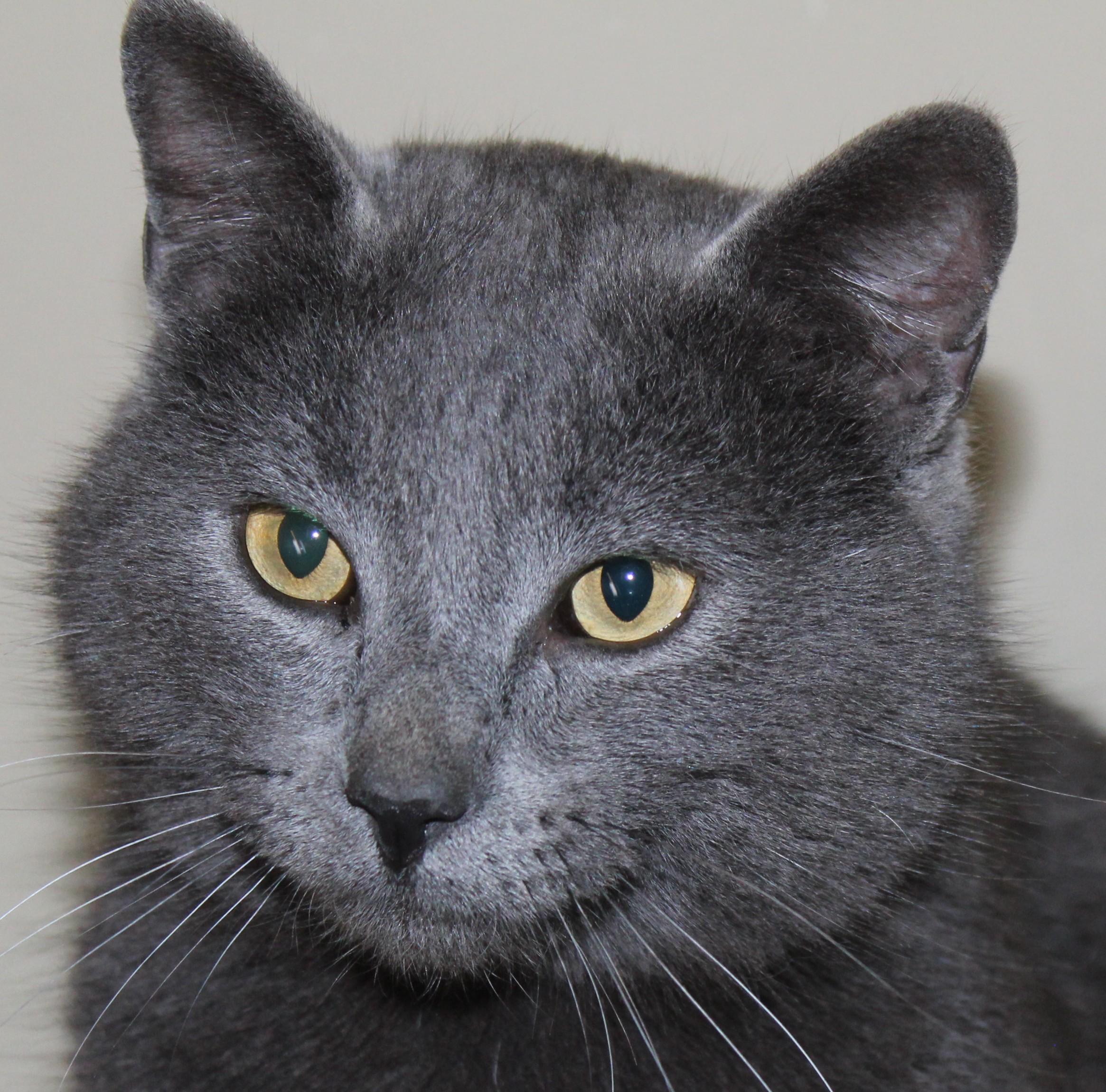 Enlarge Lincoln, a ADOPTABLE mixed breed in Huron, SD image 2/4