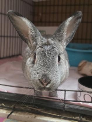 Matilda, Adoptable, Adult Female American.