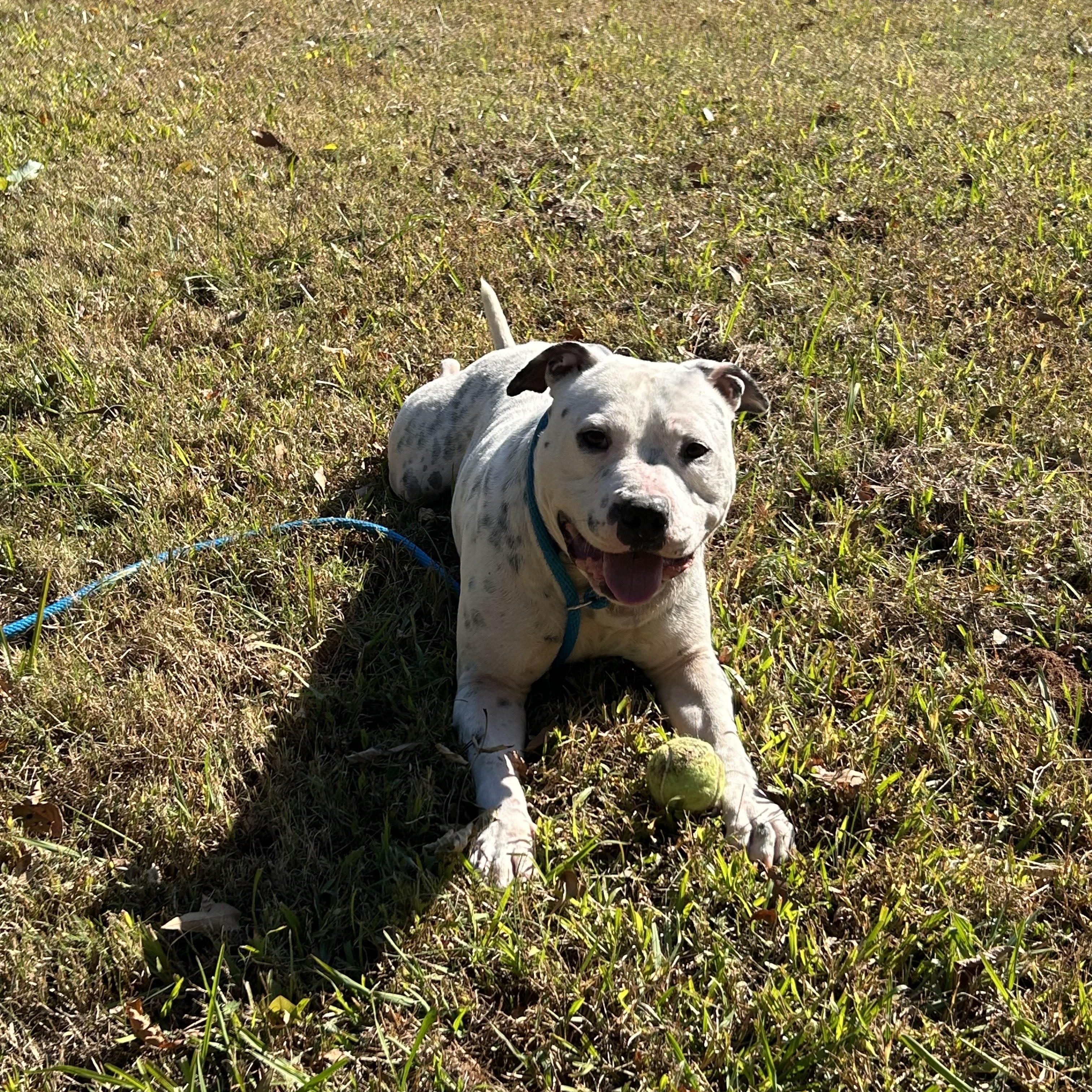 CREEK, Adoptable, Young Male Staffordshire Bull Terrier.