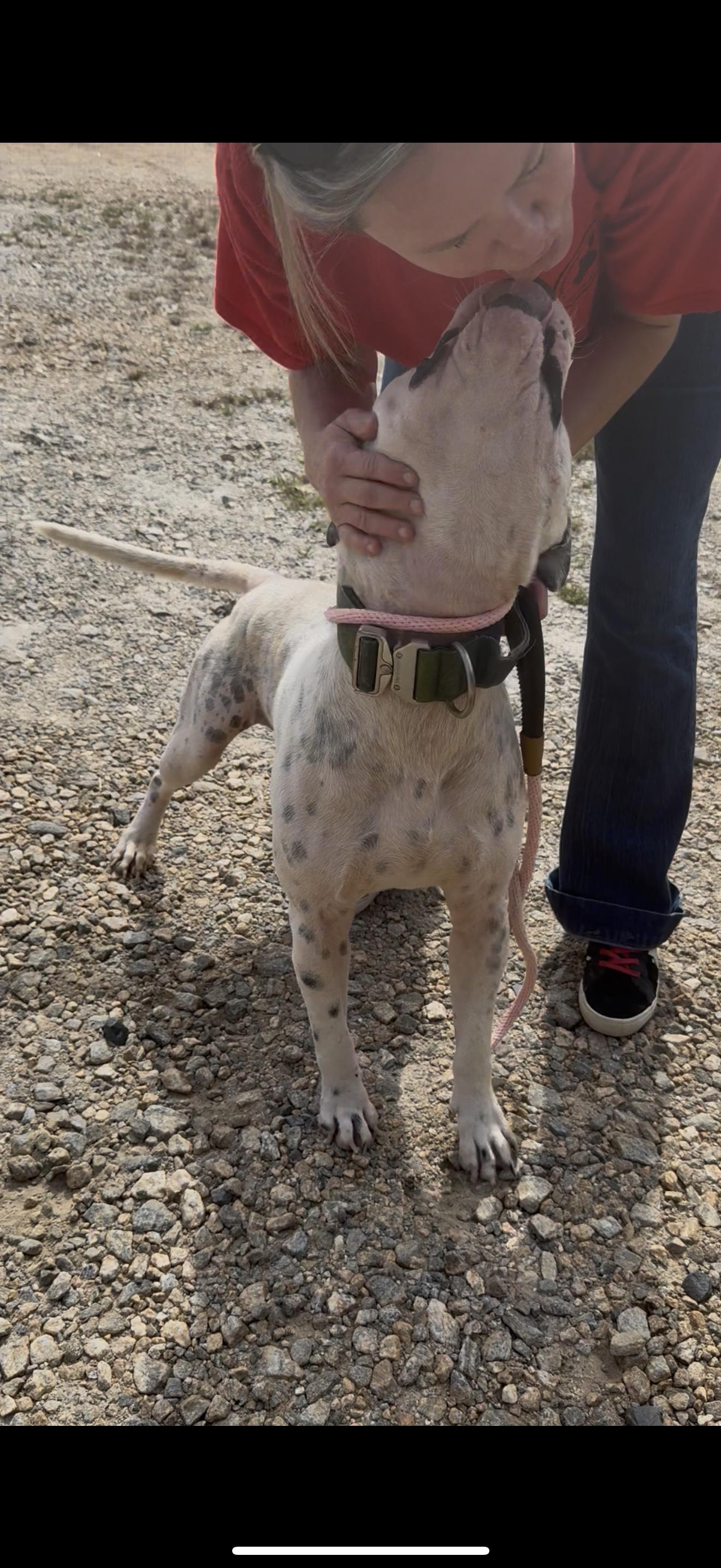 Enlarge CREEK, a Adoptable mixed breed in Newborn, GA image 4/6