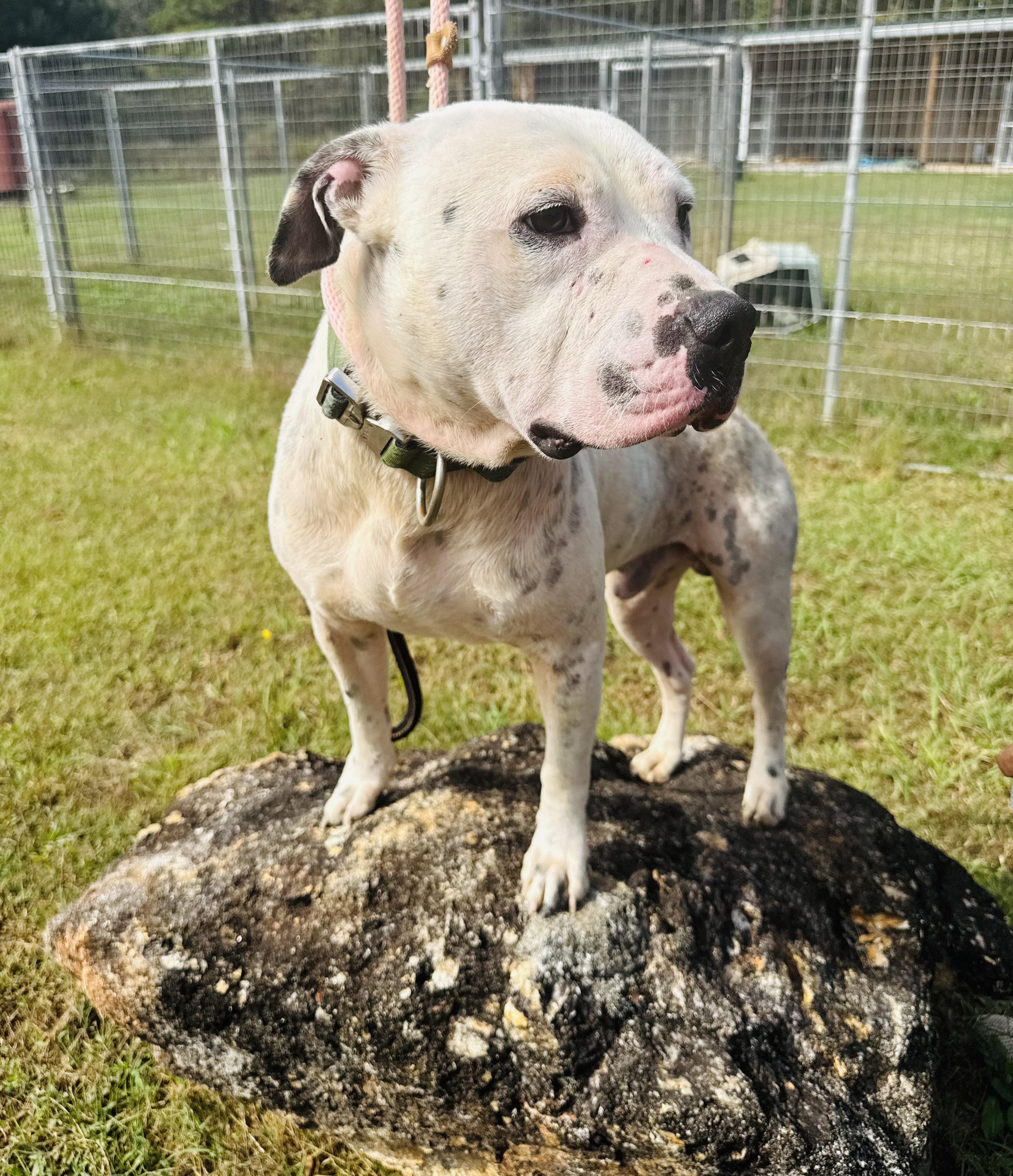 Enlarge CREEK, a Adoptable mixed breed in Newborn, GA image 5/6