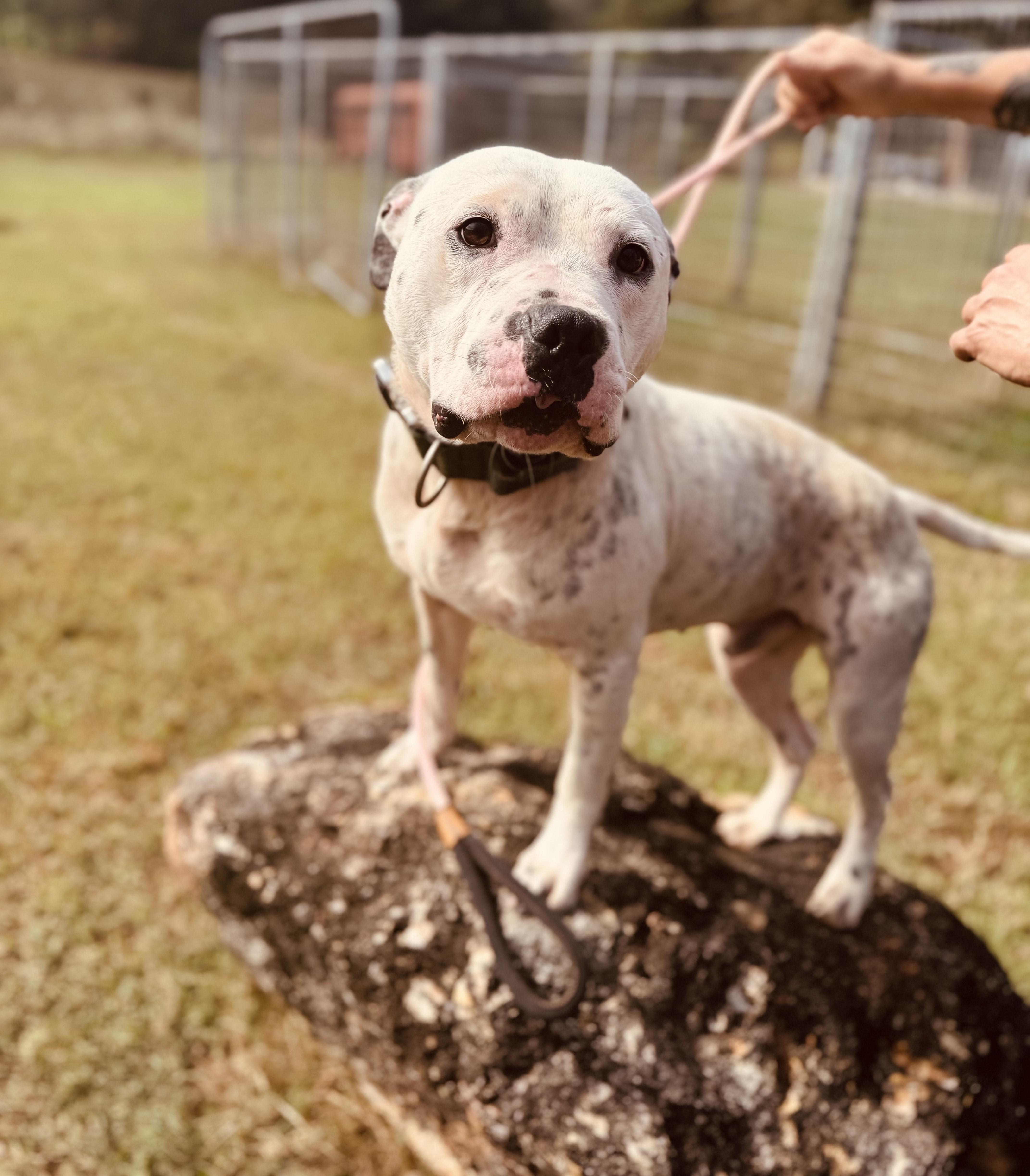 Enlarge CREEK, a Adoptable mixed breed in Newborn, GA image 2/6