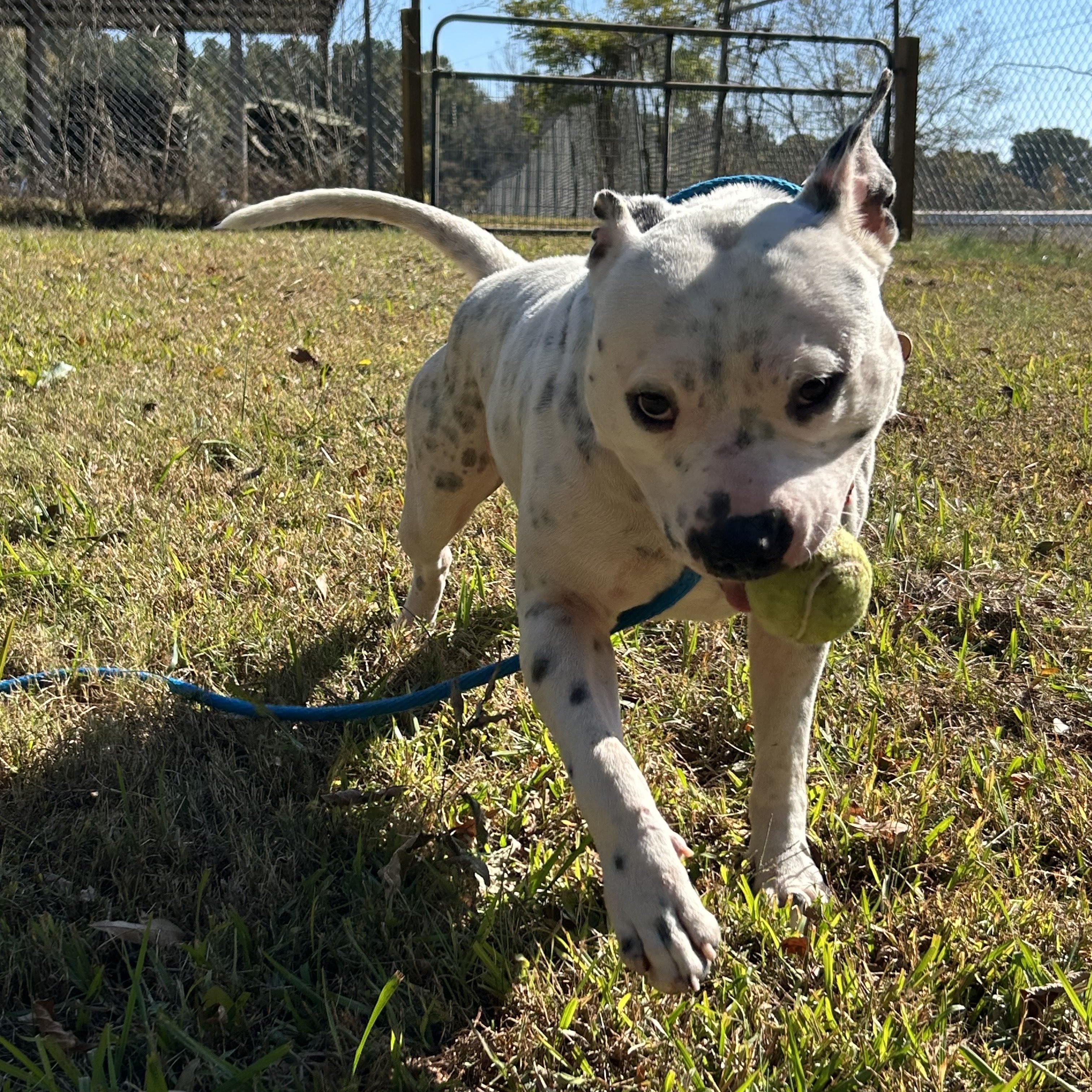 Enlarge CREEK, a Adoptable mixed breed in Newborn, GA image 6/6
