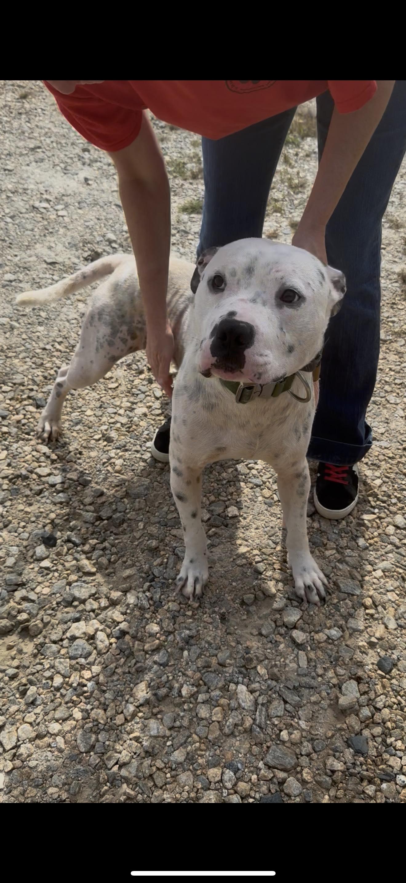 Enlarge CREEK, a Adoptable mixed breed in Newborn, GA image 3/6