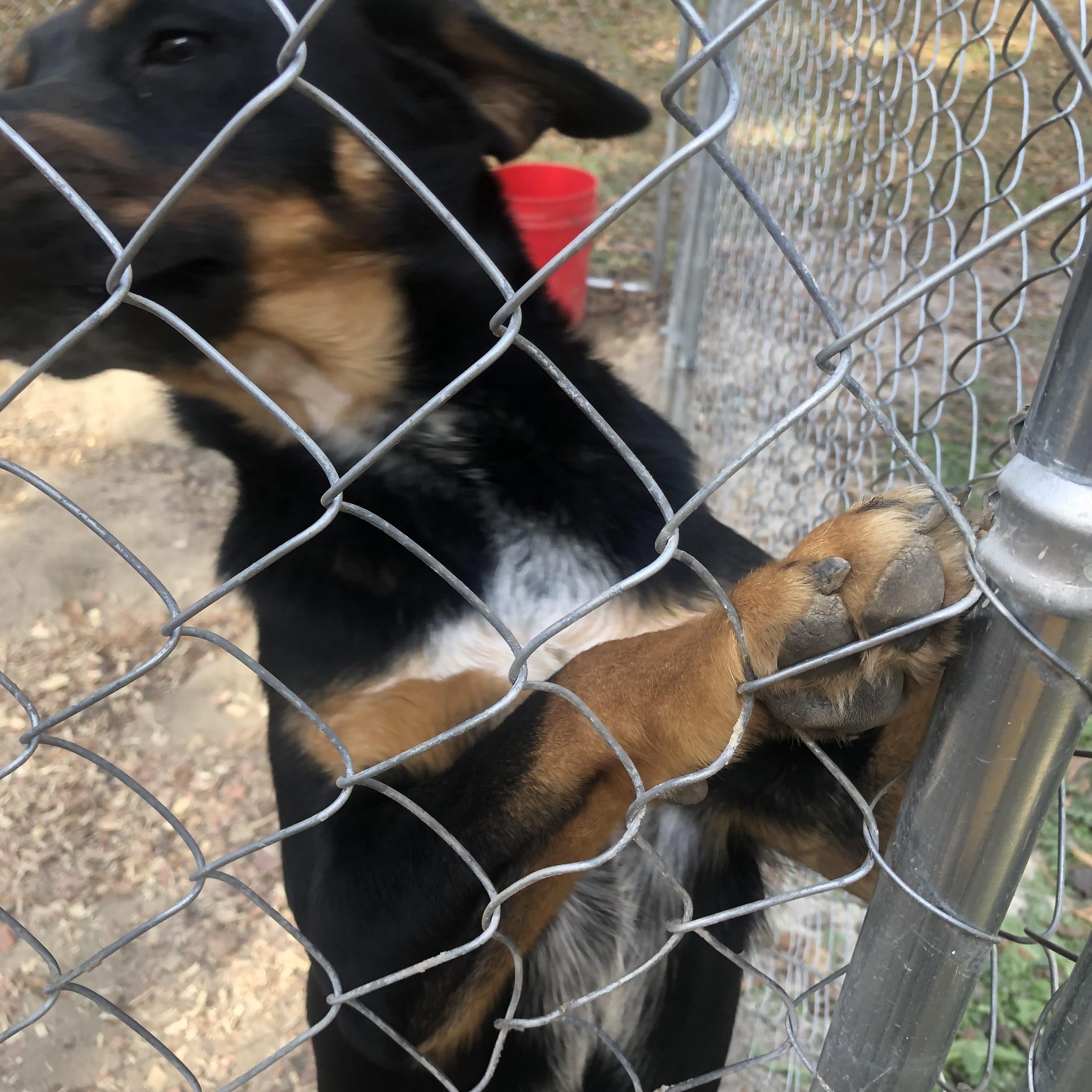 Enlarge Buck, a Adoptable mixed breed in Sylvania, GA image 1/2