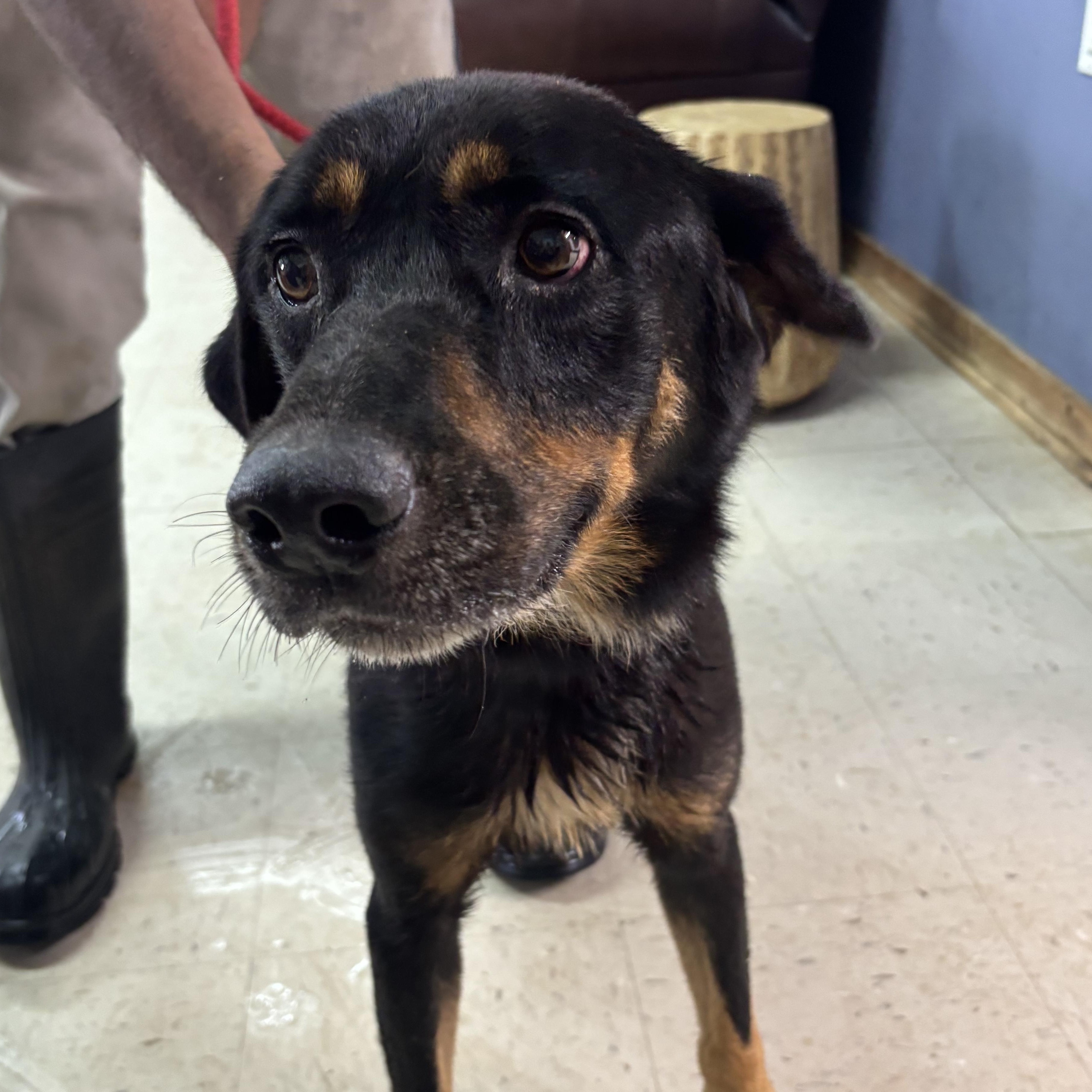 Enlarge Buck, a Adoptable mixed breed in Sylvania, GA image 2/2