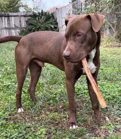 Dasher , adopted, Young Male American Staffordshire Terrier & Chocolate Labrador Retriever.