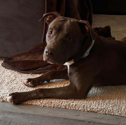 Dasher , an adopted mixed breed in St Joseph, MI image 5/5