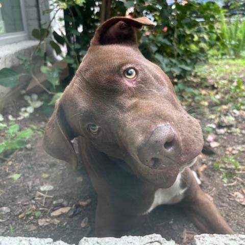 Dasher , an adopted mixed breed in St Joseph, MI image 4/5