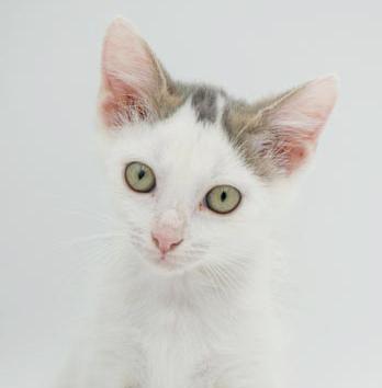 Our fosters are have so many kittens are now big enough to be adopted They are anywhere from 8 to