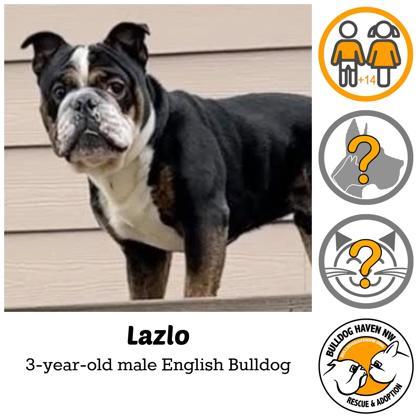 LAZLO - pending, an adopted English Bulldog in Bonney Lake, WA image 1/3