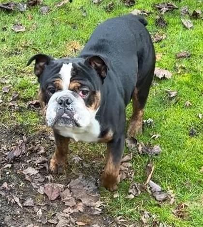 LAZLO - pending, an adopted English Bulldog in Bonney Lake, WA image 3/3