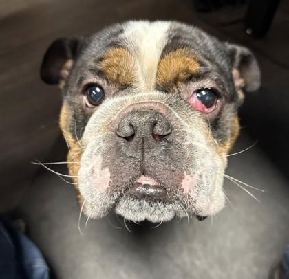 LAZLO - pending, an adopted English Bulldog in Bonney Lake, WA image 2/3