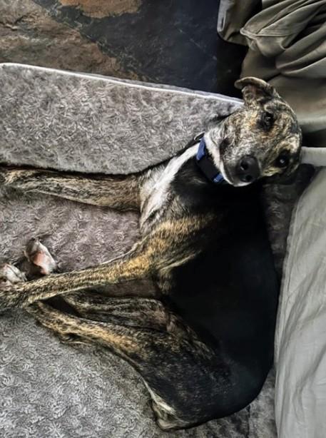 TAYTO (FOSTER OR FOSTER TO ADOPT), a ADOPTABLE mixed breed in Ajax, ON image 6/6