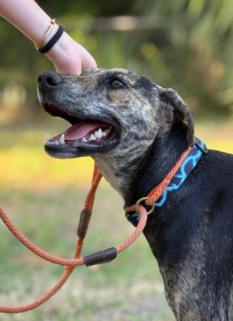 TAYTO (FOSTER OR FOSTER TO ADOPT), a ADOPTABLE mixed breed in Ajax, ON image 3/6