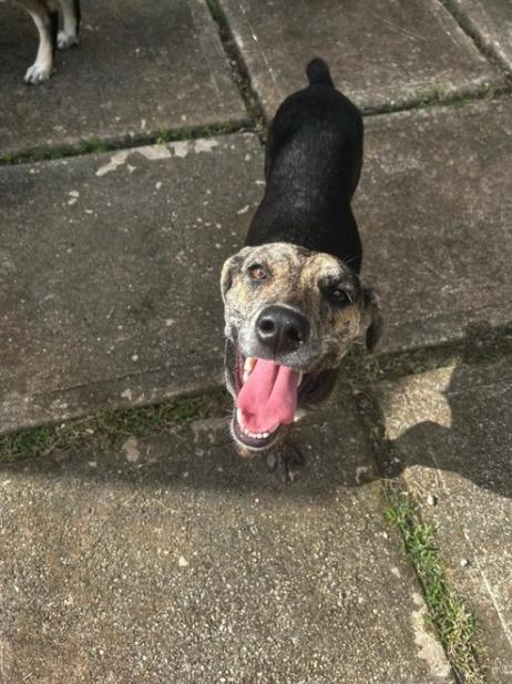 TAYTO (FOSTER OR FOSTER TO ADOPT), a ADOPTABLE mixed breed in Ajax, ON image 4/6