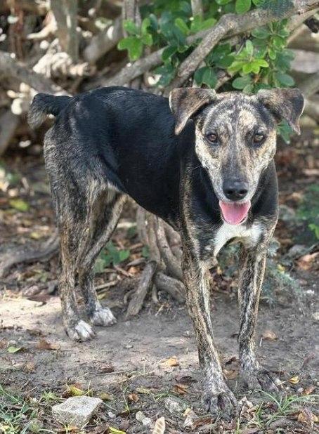 TAYTO (FOSTER OR FOSTER TO ADOPT), ADOPTABLE, Adult Female Mixed Breed.