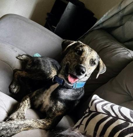 TAYTO (FOSTER OR FOSTER TO ADOPT), a ADOPTABLE mixed breed in Ajax, ON image 2/6