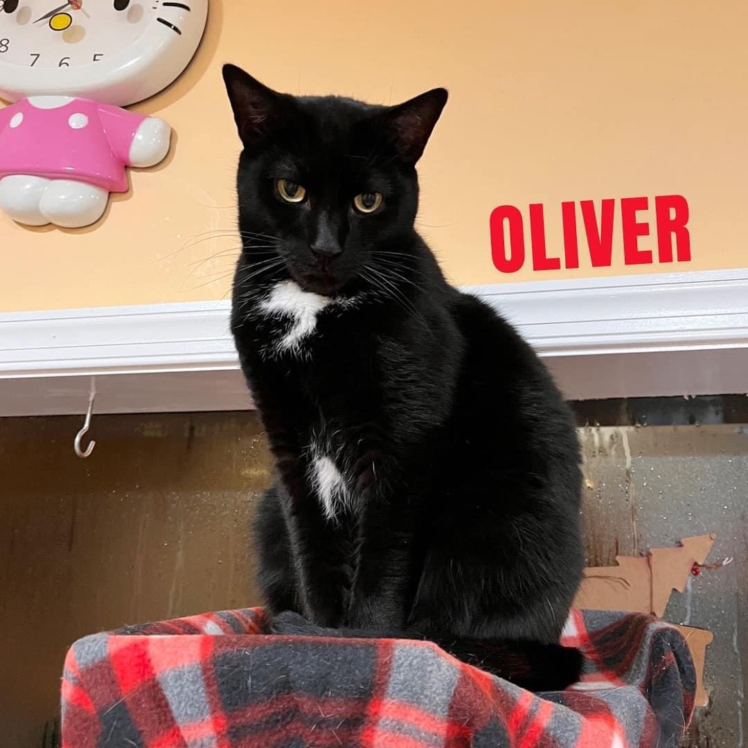 OLIVER photo 5