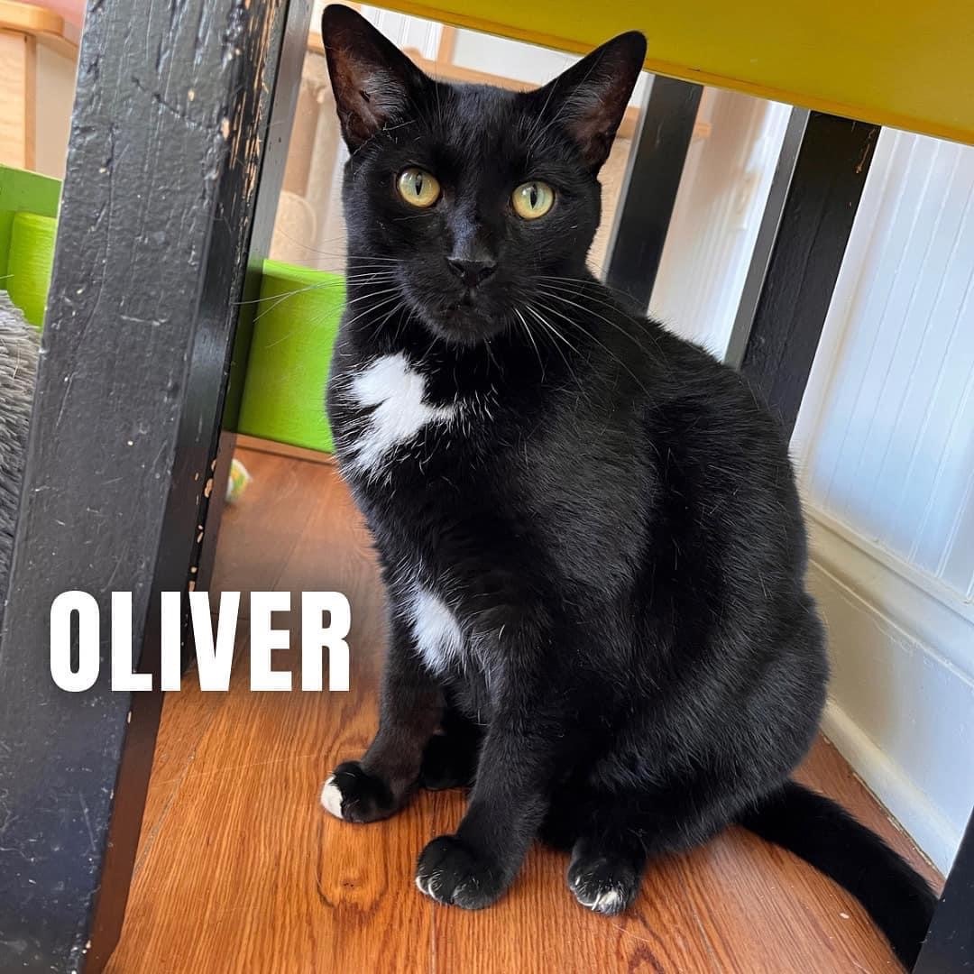 OLIVER photo 6