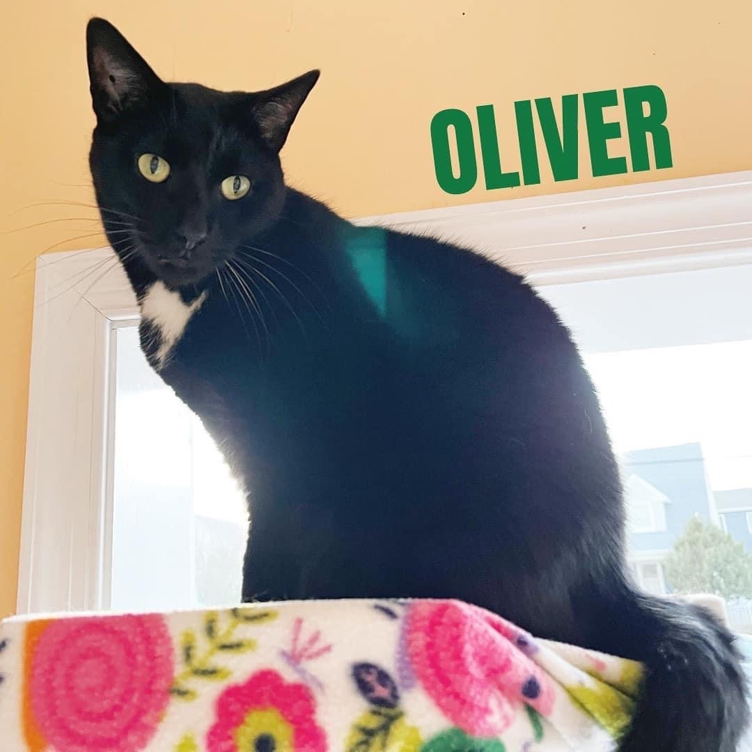 OLIVER photo 1
