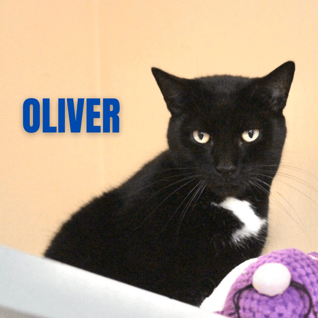 OLIVER photo 2