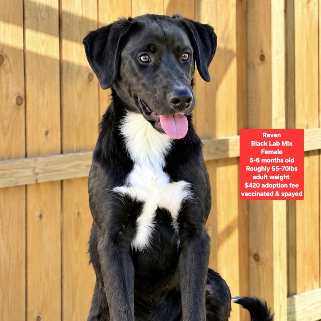 Enlarge Raven, a Adoptable mixed breed in Oviedo, FL image 1/1