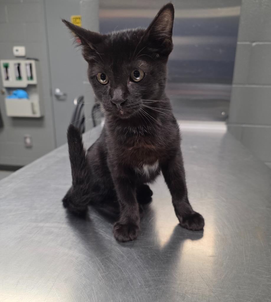 Givens, Adoptable, Kitten Male Domestic Short Hair.
