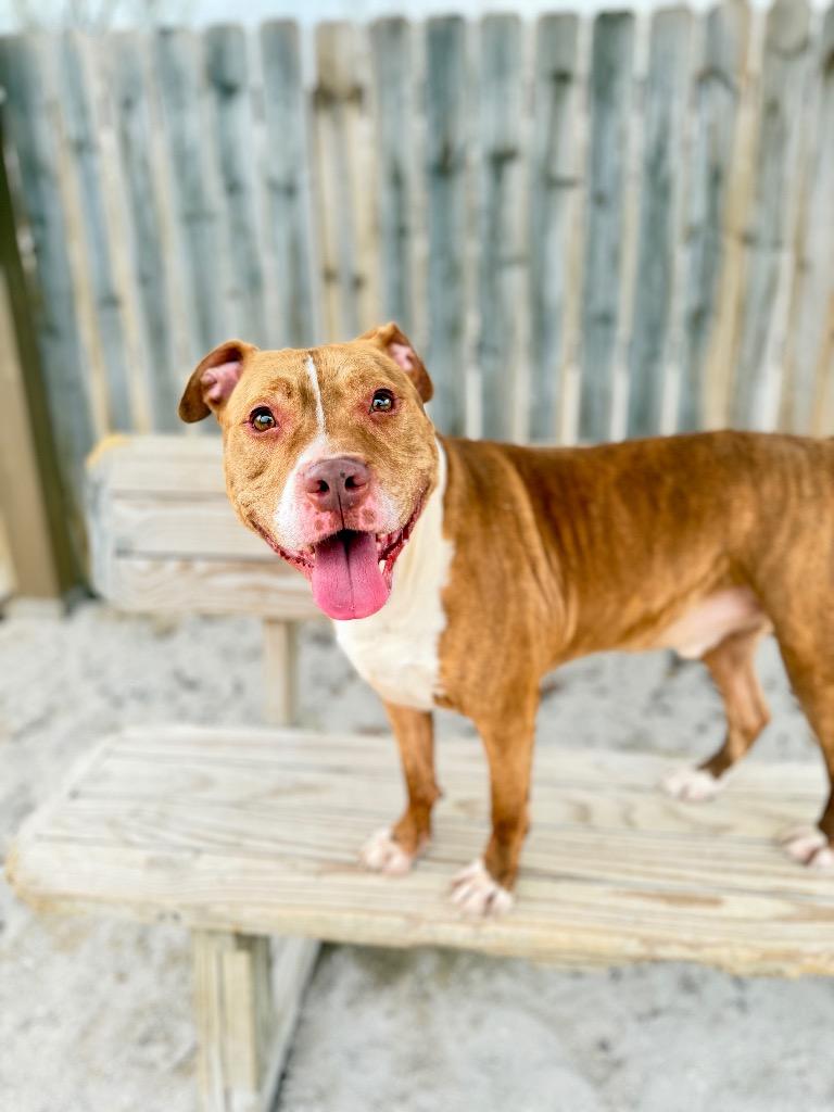 King, Adoptable, Adult Male Mixed Breed.