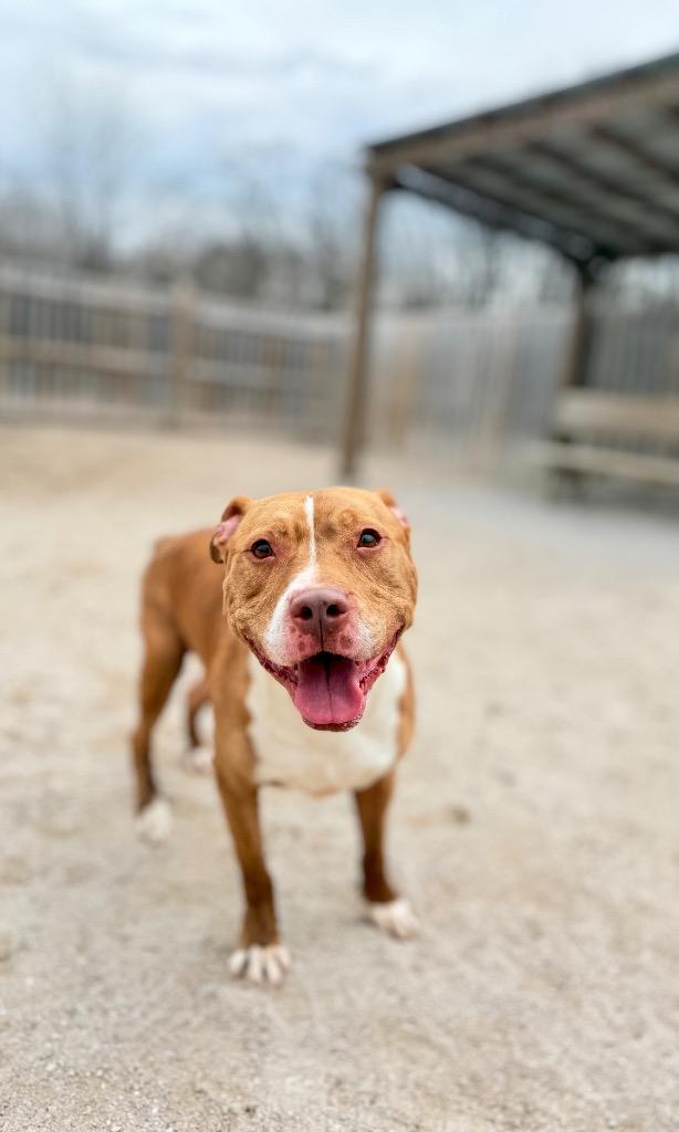 Enlarge King, a Adoptable Mixed Breed in Muskegon, MI image 2/6